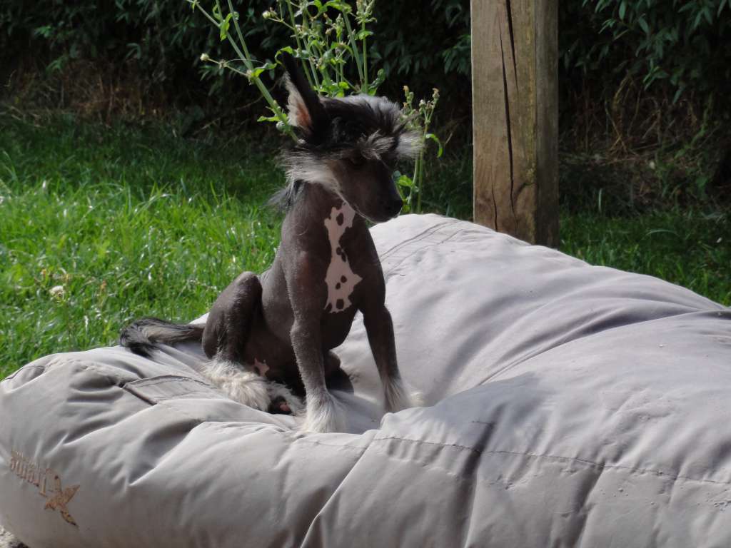 Crazy Little Diamond Mr. Spock