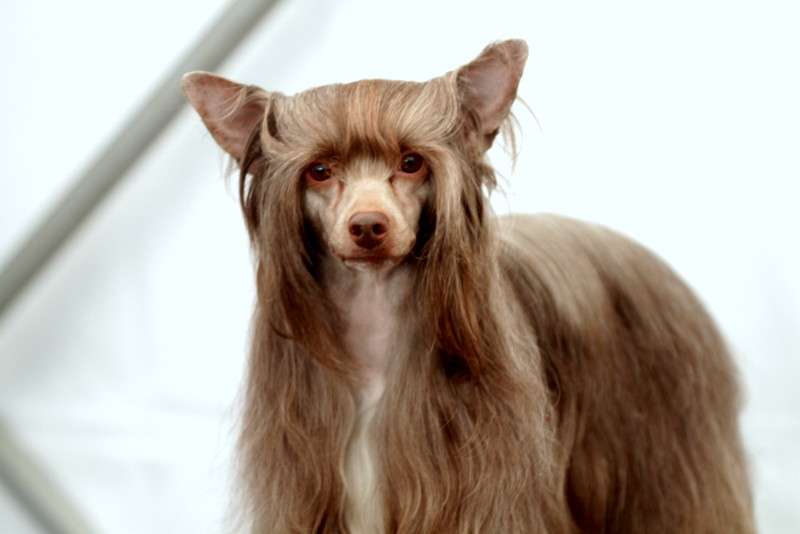 Waggingtail Chocolate Paradise Balloo