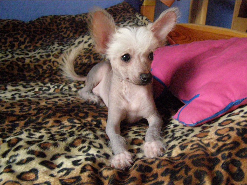 Adonis Gift Of Fortune