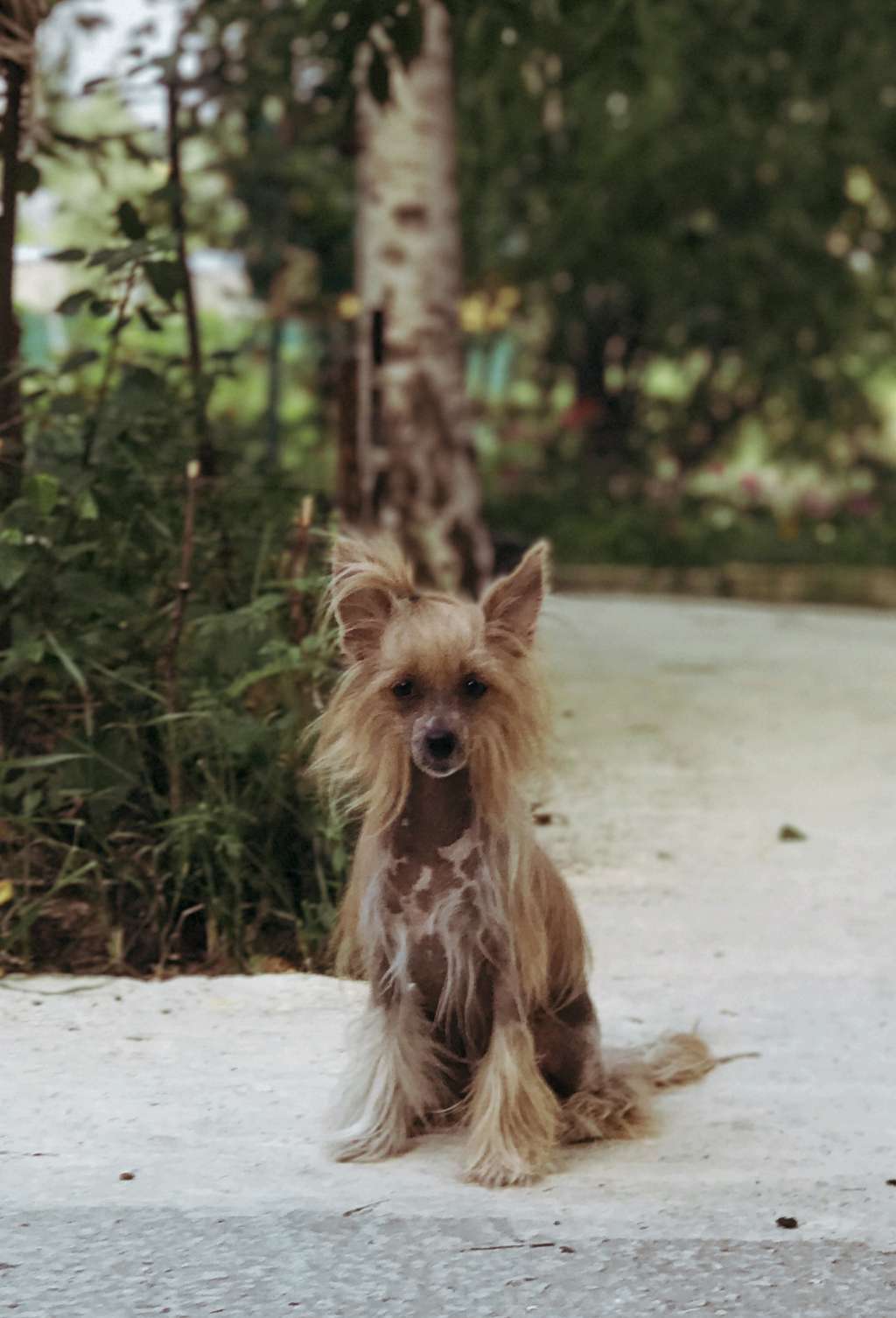 Star Style Bogemnaya Shtuchka