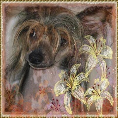 Saffie Sarder Of Gizzy's Home