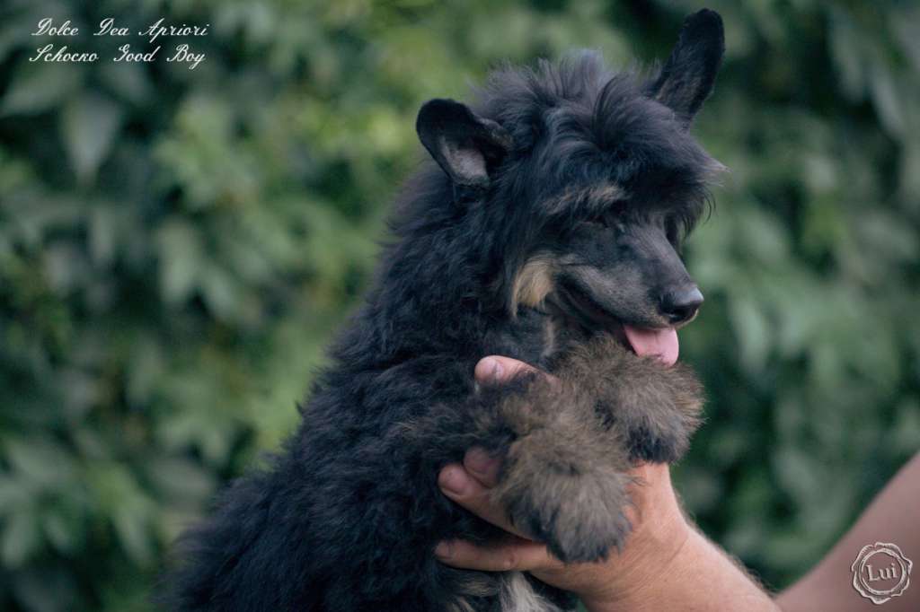 Dolce Dea Apriori Schocko Good Boy