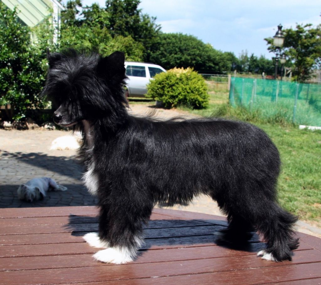 Be My Dog's Miss Totilas