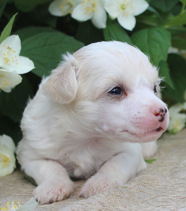 Angel O' Check Florencia