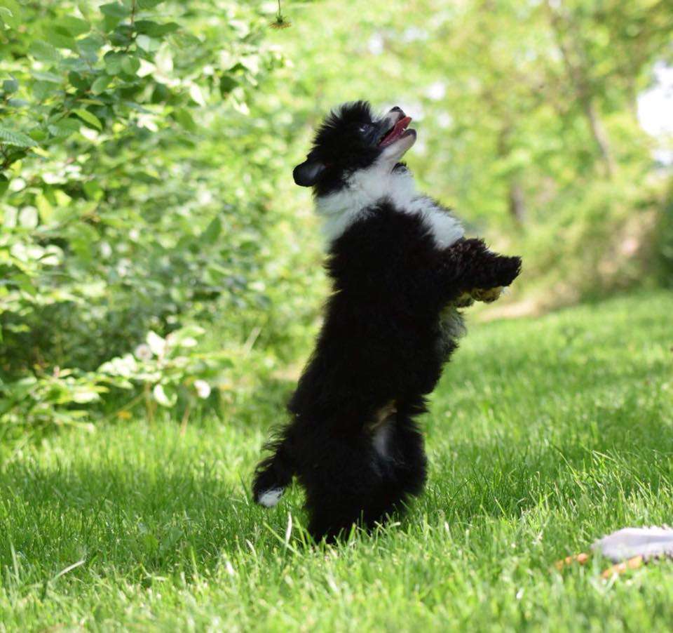 Dakota Rose I'm Your Dream