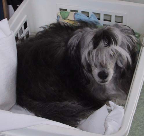 El-Radzith Vallu Valtteri