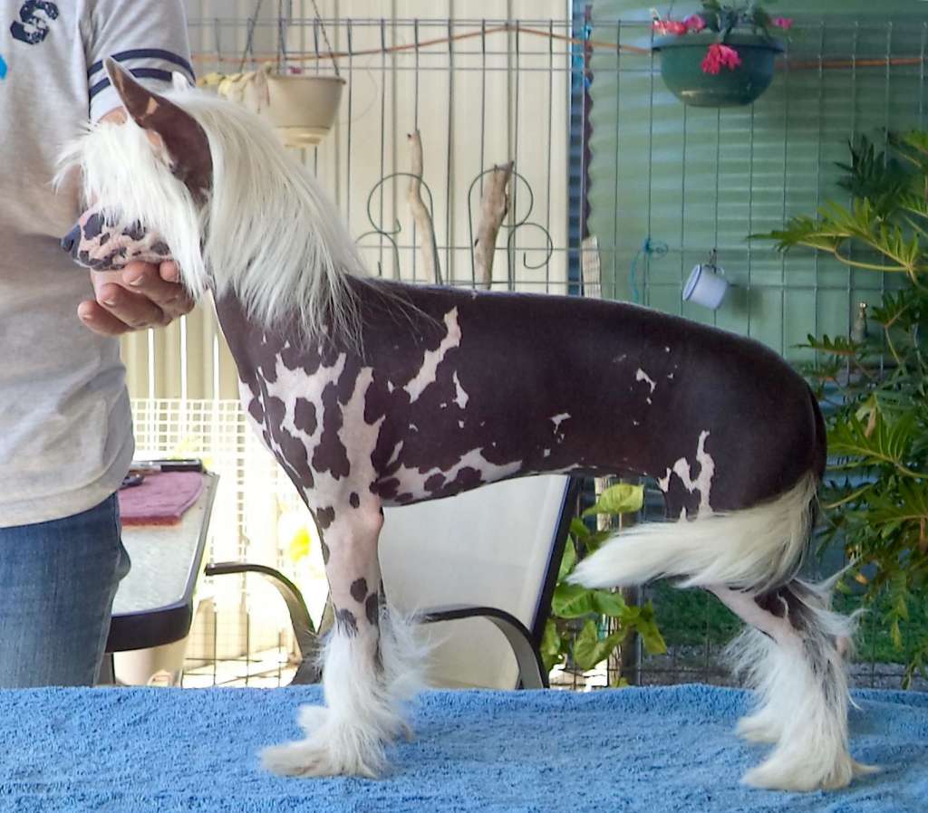 Liliah Hummingbird Heartbeat