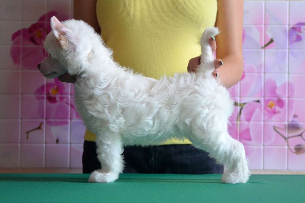 Incanto Del Mondo Schweppes Bubbles