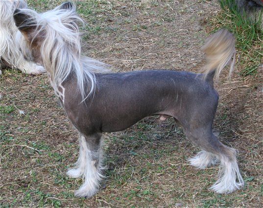 Dragon Moon Crafty Cockney