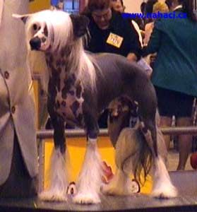 Ollar du Domaine de LHirondelle