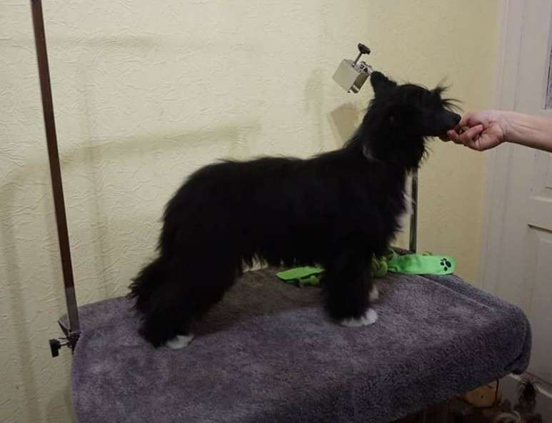 Melissa Planet Of Dream