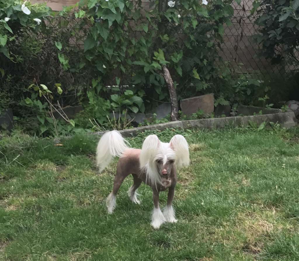 Absolute Souls Moonlight Romance