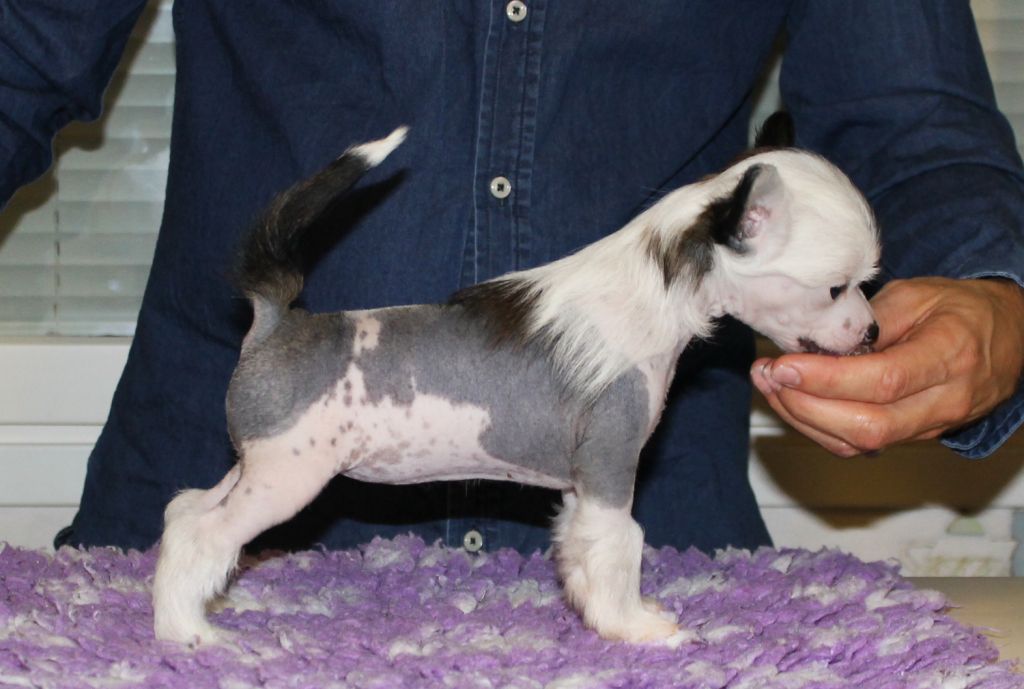 Arte Figure Illusion