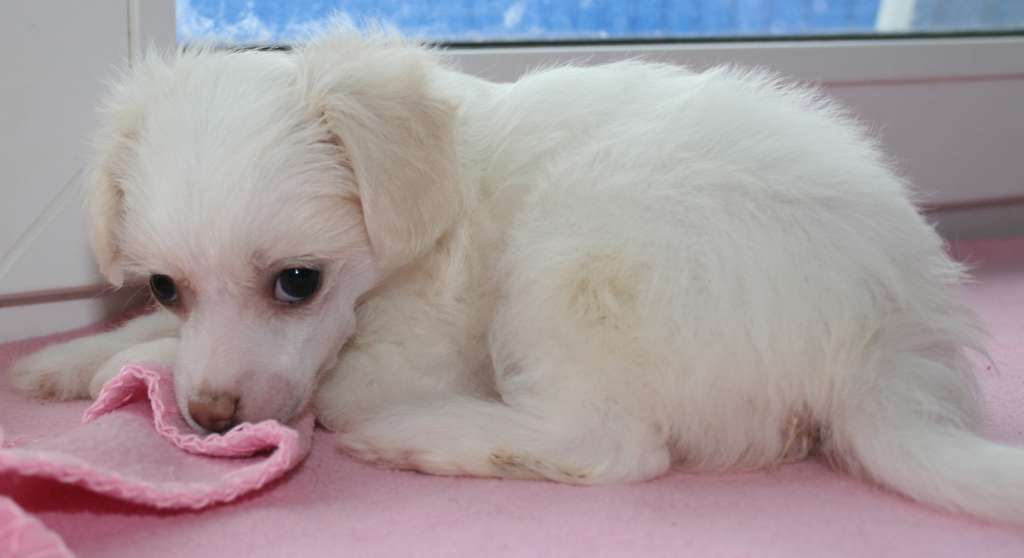 Apriori Vip Charlize