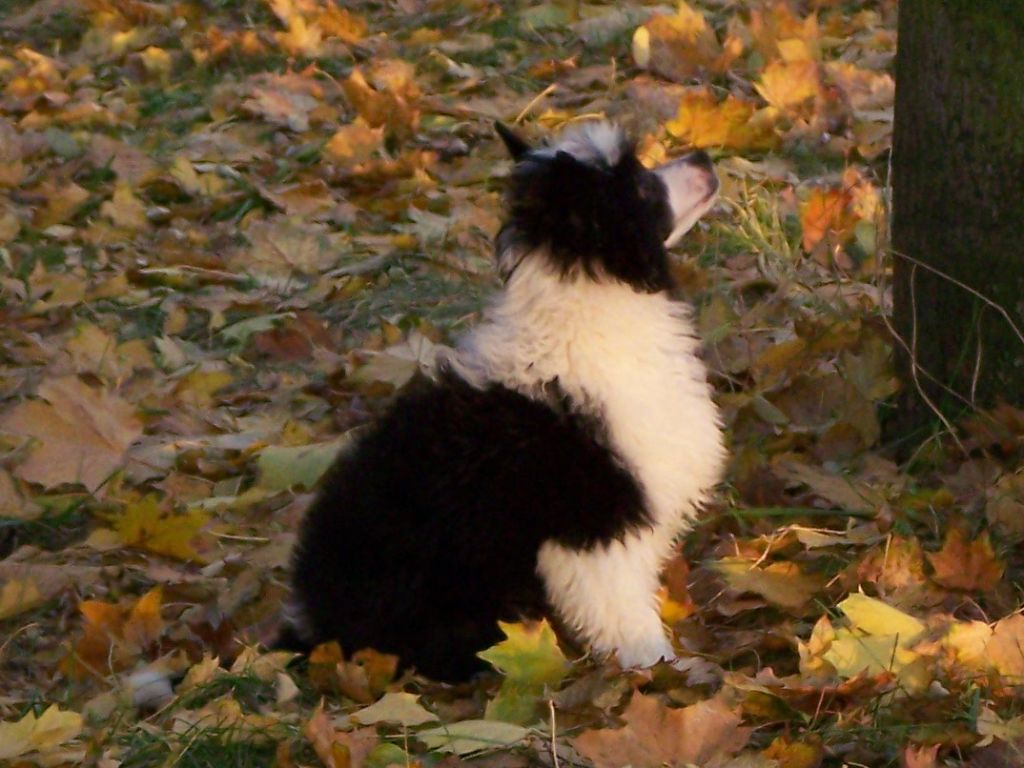 Comandor Gintaro Magija