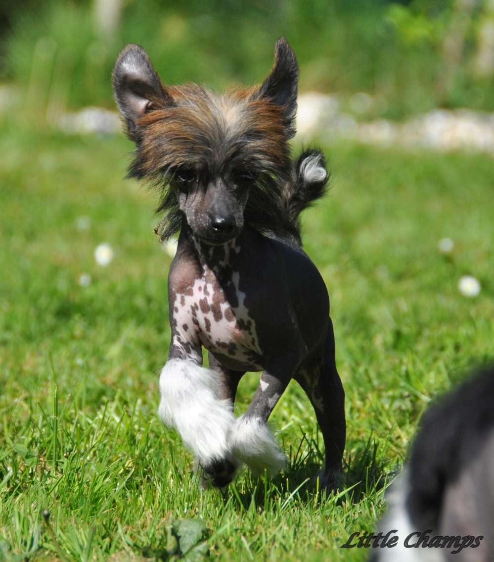 Nashwan Little Champs