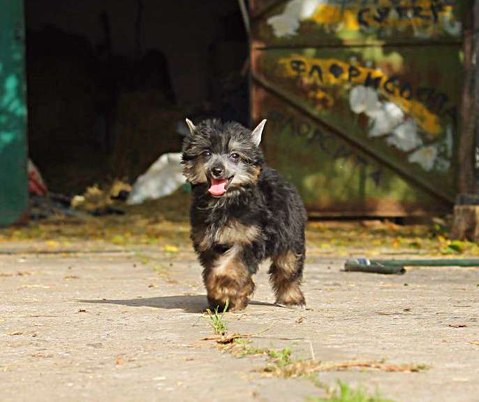 A-Enigma Molosos Grarzi