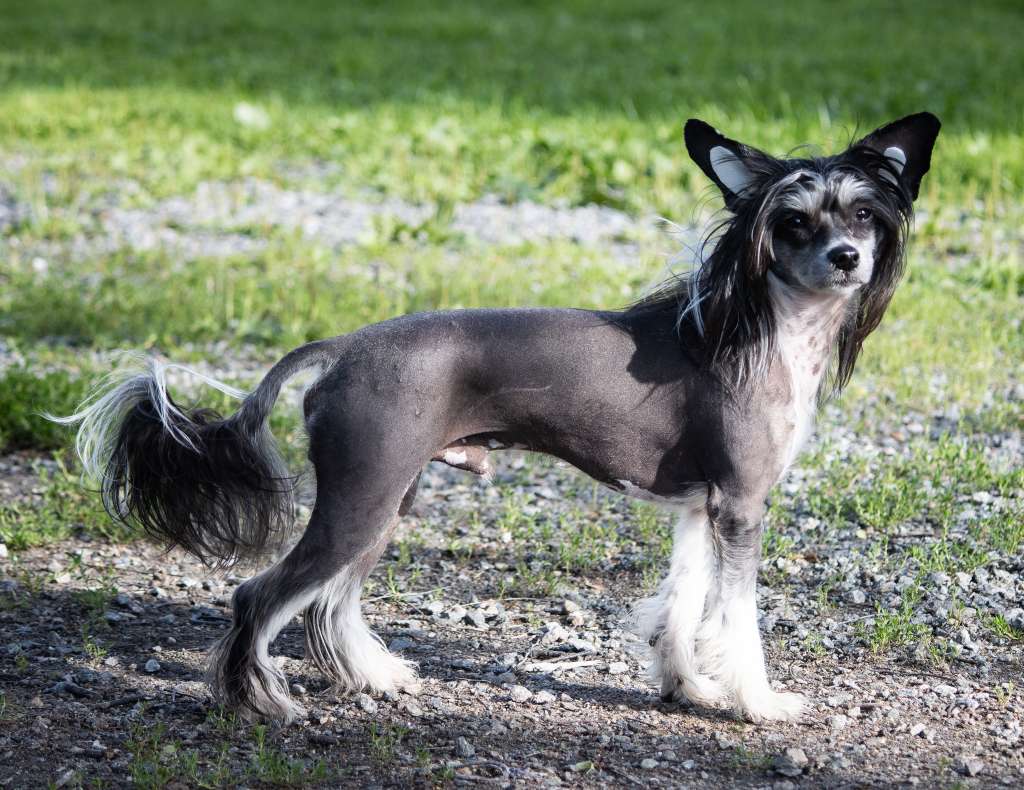 Crestilux Jumping Jack