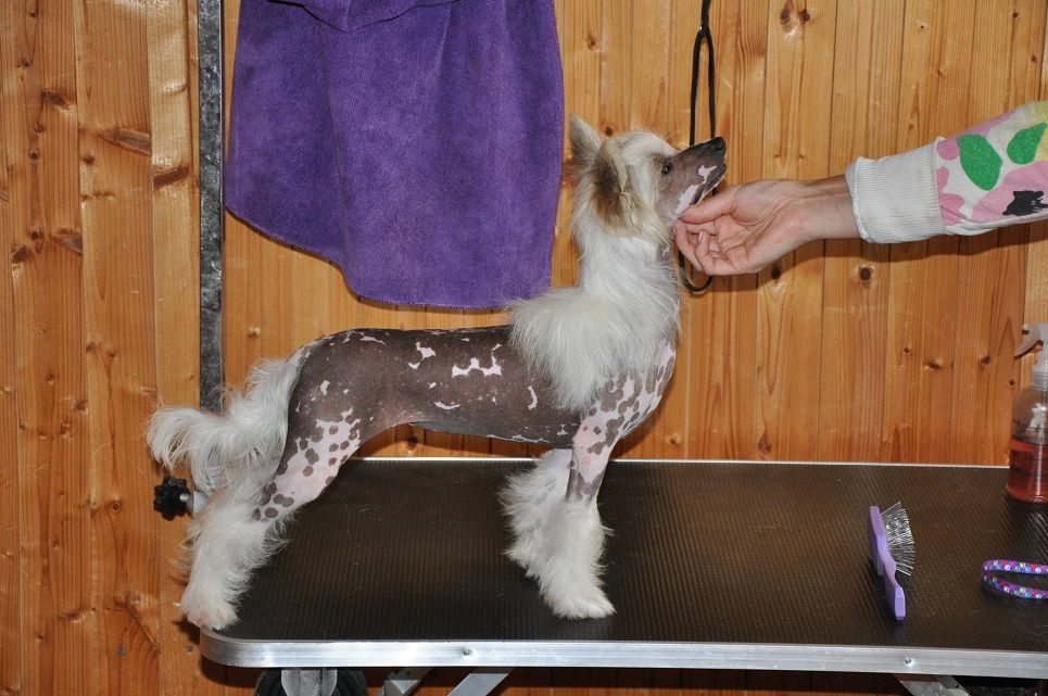 Boogie-Woogie Winning Smile