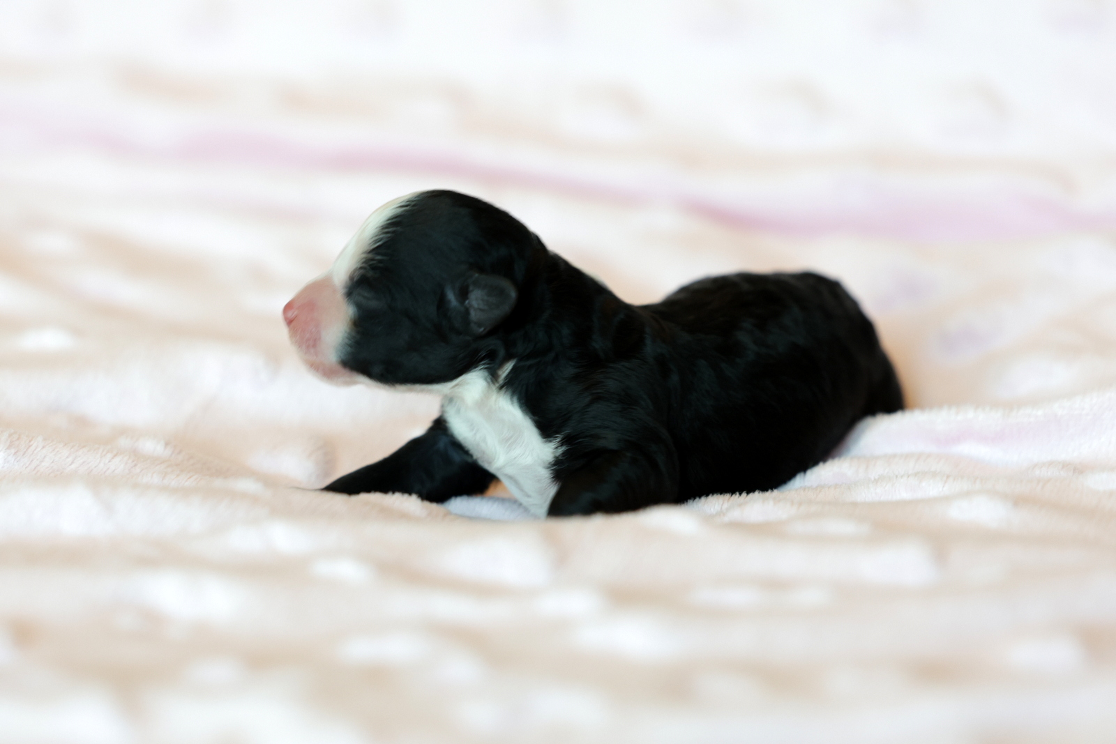 Olyuti's The Tigress Kiss