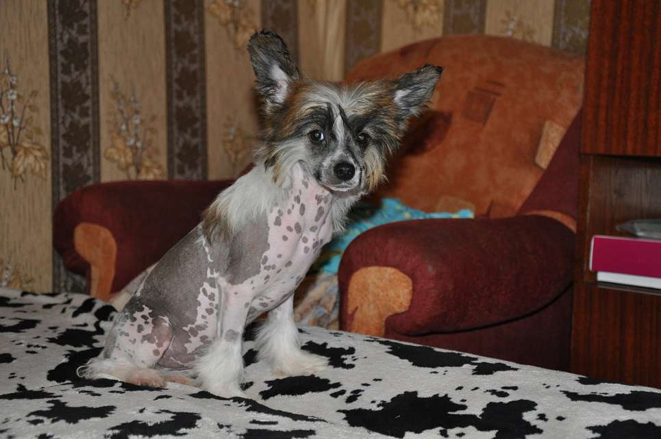 Zvezda  Winning Smile