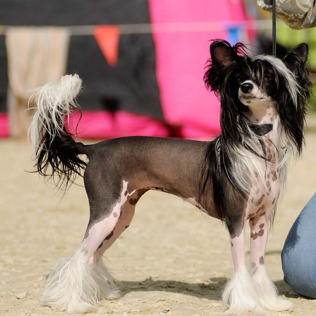 Int.Ch. Ch. Dakota Rose Surprise Black Star