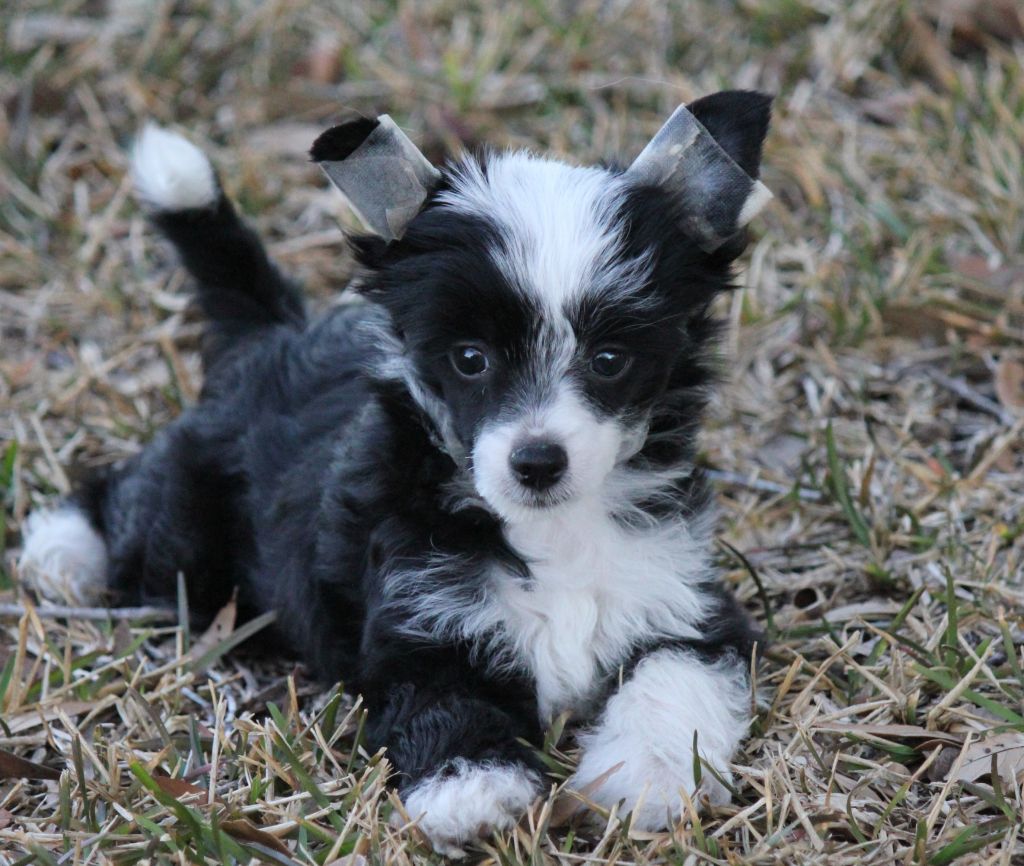 Taracrest's Splash at Kumbaya