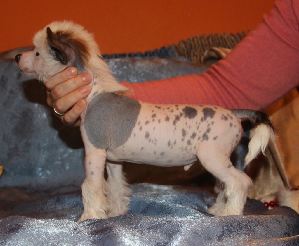 Olegro Katrin Sensey