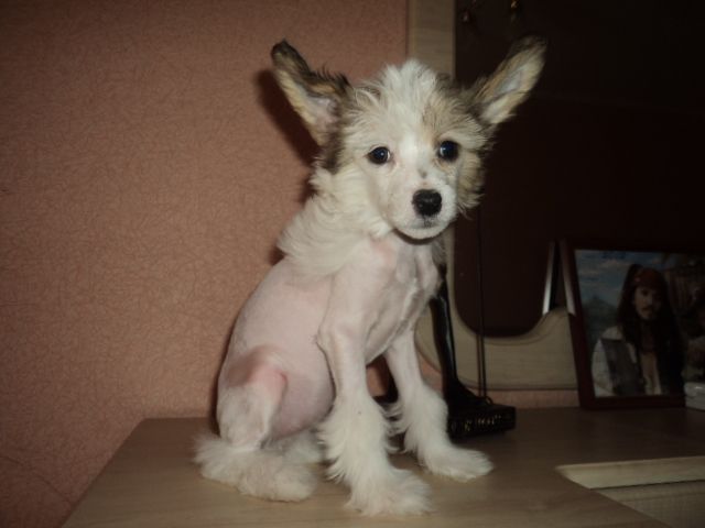 Bugi-Vugi Zingall Roz