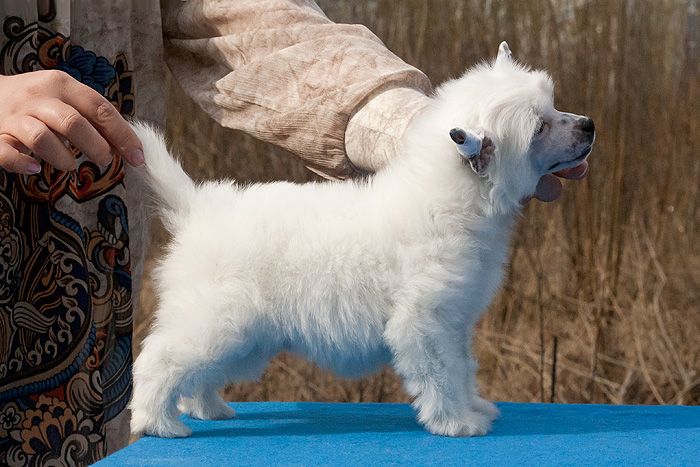 Status Imperial Ever Yours