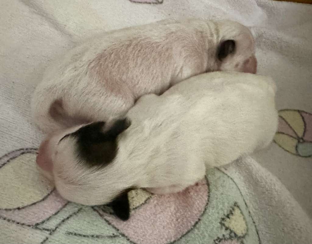 Avalanche von Shinbashi