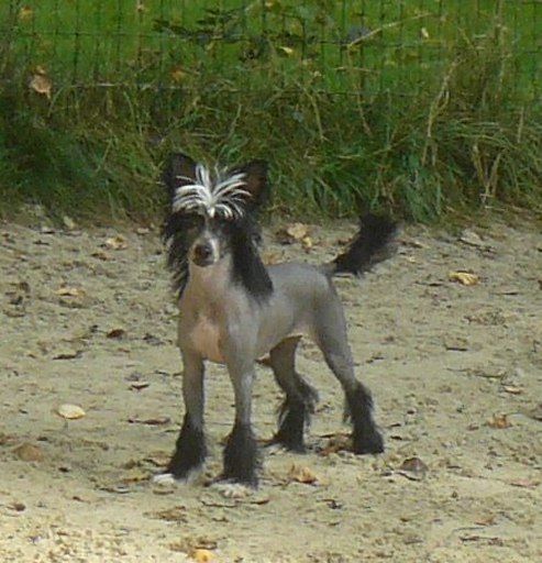 Hyvana Top Model De Rama