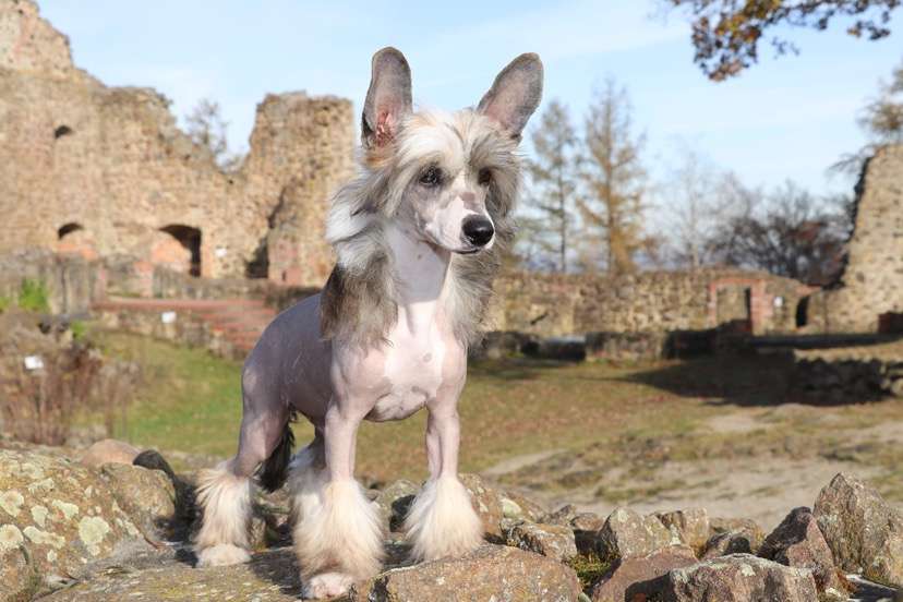 Gangsta's Paradise Princes de la Roses