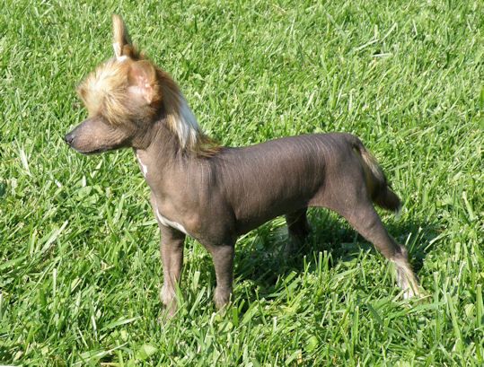 Altair's Thinks He Can Dance