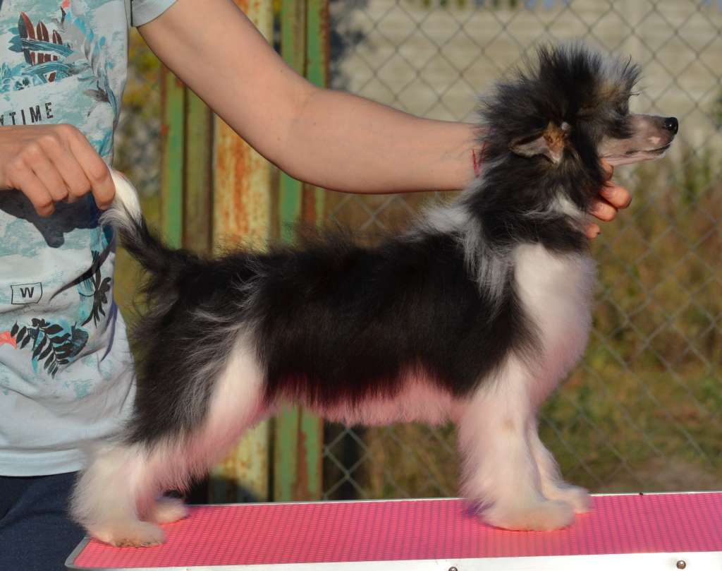 Klarissa iz Sozvezdiya Khana