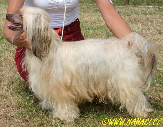 Fredericus Kalis z Treste