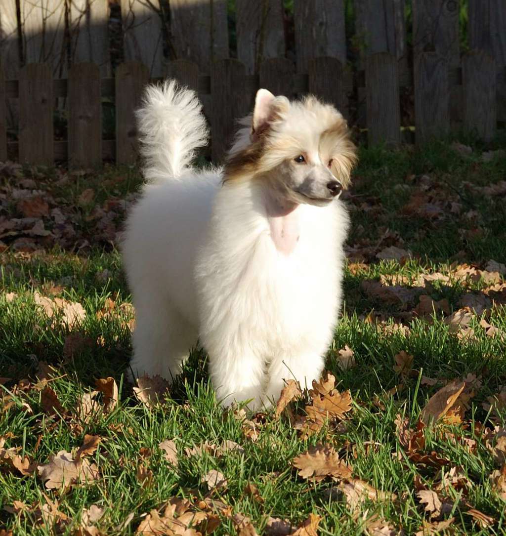 Golden Ice Kokeshi' c Dogs