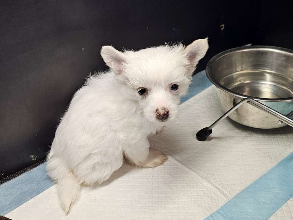 Bindy Little Charmings