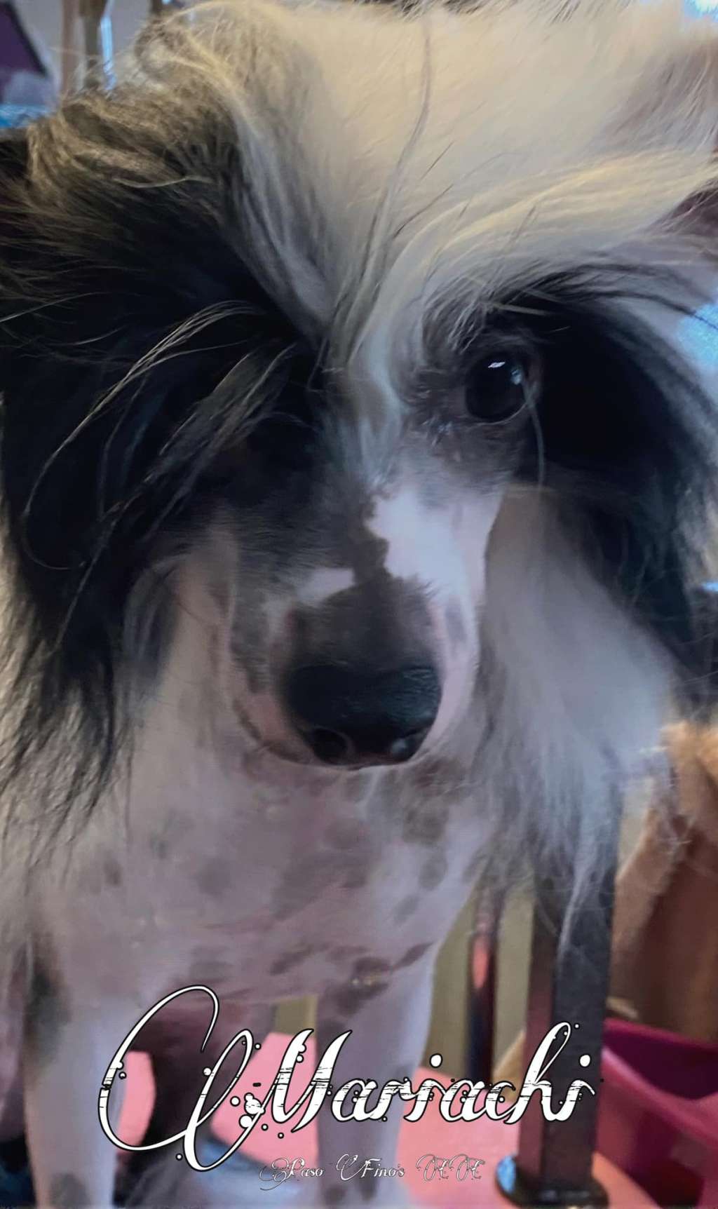 Mariachi (Lopez) Mex, FCI