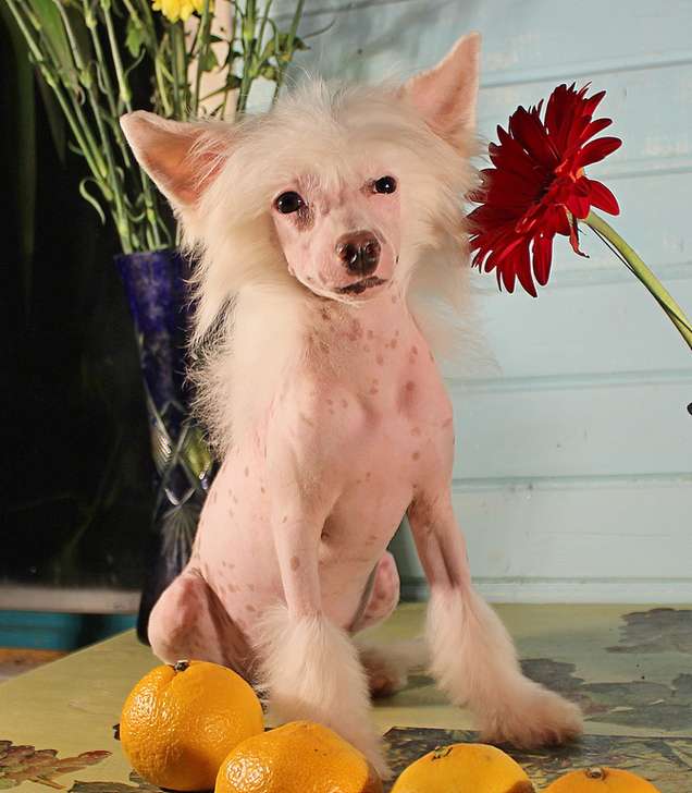 Angel O' Check Astilba