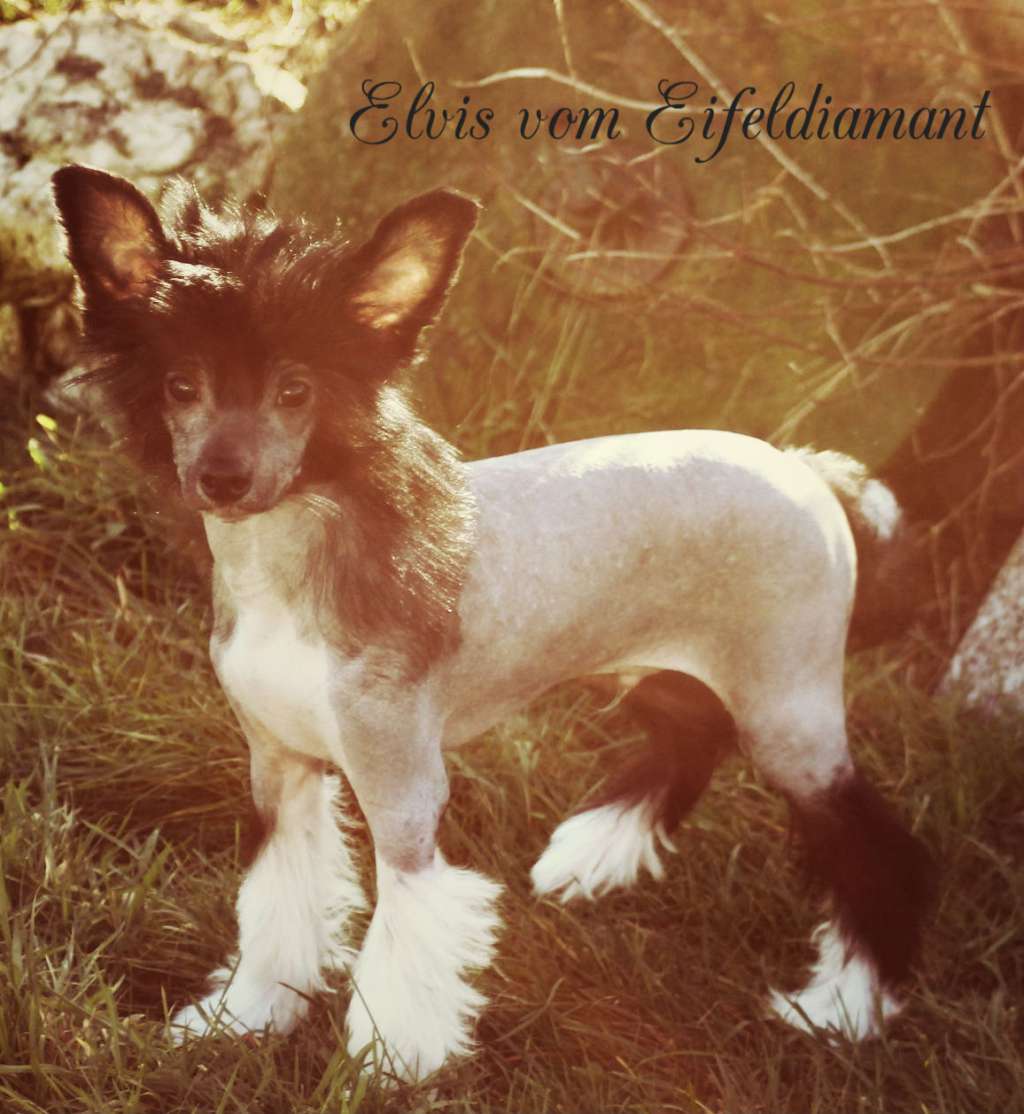 Elvis vom Eifeldiamant