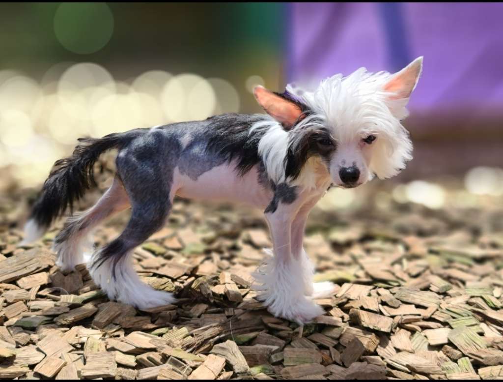 Long Haul's Just Kiss Me Mr.