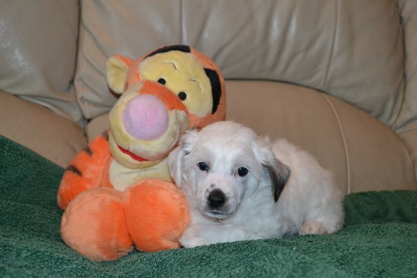 Dirizher ot Volnogo Psa