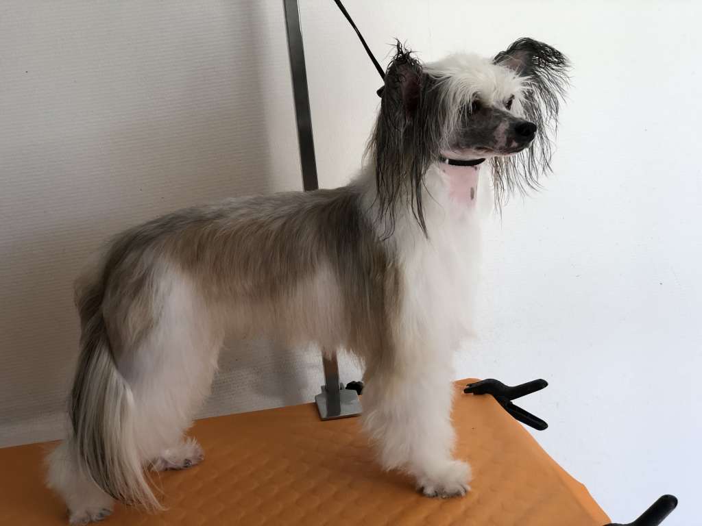 Speechless Four Leaf Clover