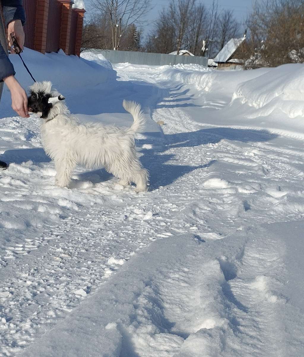 Apriori Vip Winter Tale