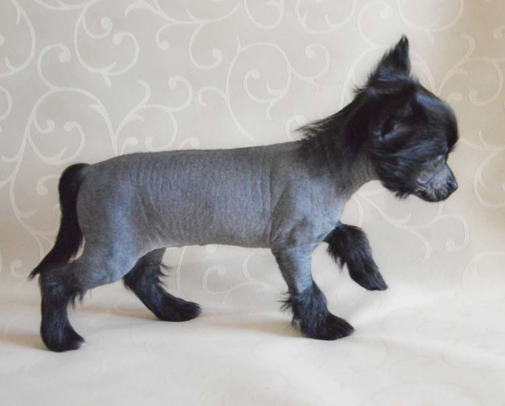 Fausija Jumana Carmen Suite