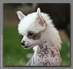 Digital du CopCopine