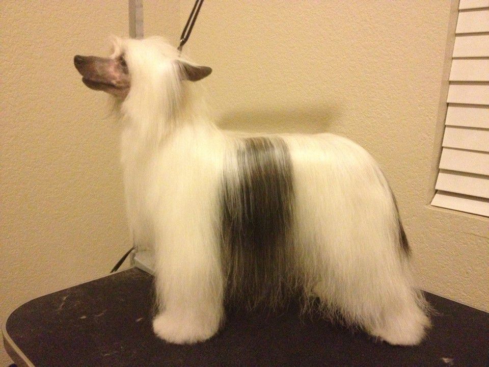 Dokkum All Diamonds'N'Fur