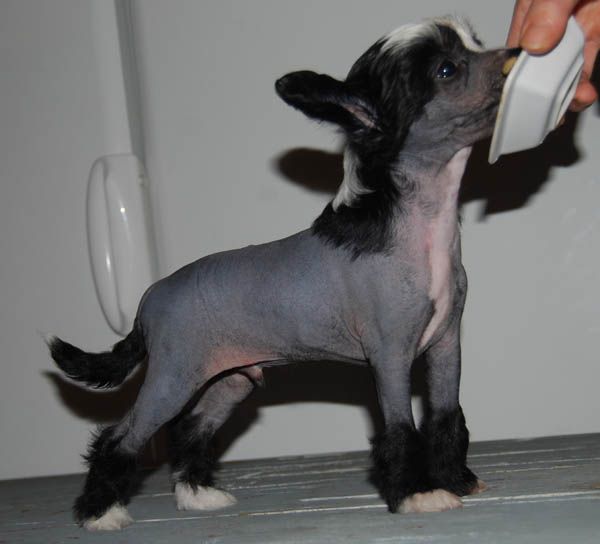 Chineseblue's Keep It Real 