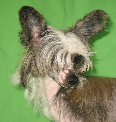 Angel Look Tinkerbell Apriori Vip